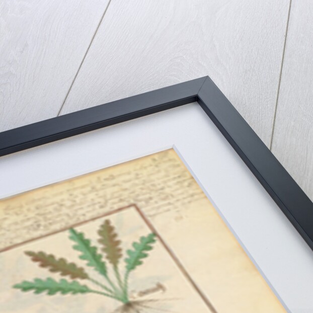 Ms Fr. Fv VI #1 fol.137r Illustration from 'ThedBook of Simple Medicines' by Mattheaus Platearius c.1470 by Robinet Testard