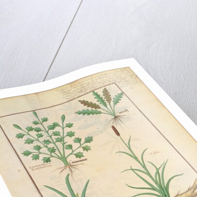 Ms Fr. Fv VI #1 fol.137r Illustration from 'ThedBook of Simple Medicines' by Mattheaus Platearius c.1470 by Robinet Testard