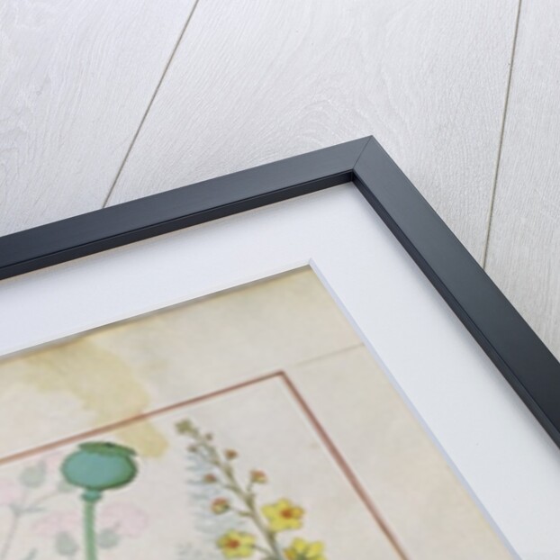 Poppy and Figwort by Robinet Testard