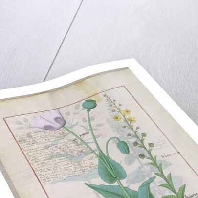 Poppy and Figwort by Robinet Testard