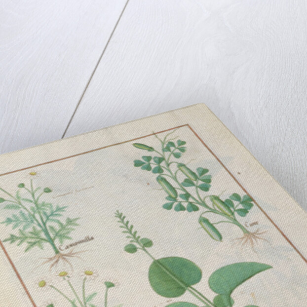 Chamomile and Cucumber Illustration from 'The Book of Simple Medicines' by Mattheaus Platearius c.1470. Ms Fr. Fv VI #1 fol.146v. by Robinet Testard
