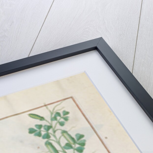 Chamomile and Cucumber Illustration from 'The Book of Simple Medicines' by Mattheaus Platearius c.1470. Ms Fr. Fv VI #1 fol.146v. by Robinet Testard