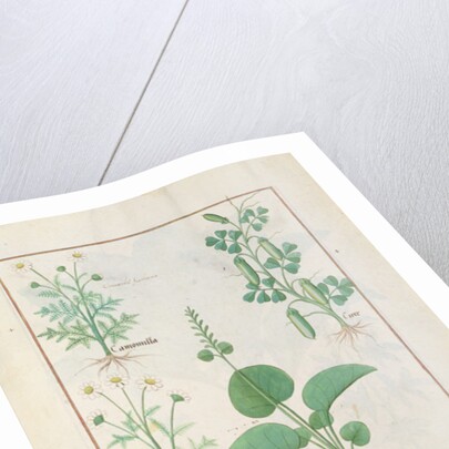 Chamomile and Cucumber Illustration from 'The Book of Simple Medicines' by Mattheaus Platearius c.1470. Ms Fr. Fv VI #1 fol.146v. by Robinet Testard