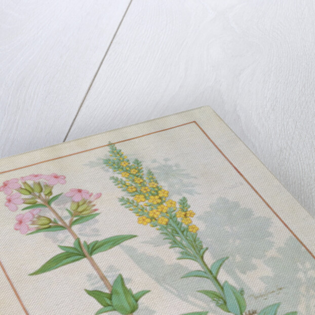 Ms Fr. Fv VI #1 fol.145v Illustration from the 'Book of Simple Medicines' by Mattheaus Platearius c.1470 by Robinet Testard