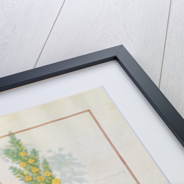 Ms Fr. Fv VI #1 fol.145v Illustration from the 'Book of Simple Medicines' by Mattheaus Platearius c.1470 by Robinet Testard