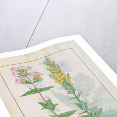 Ms Fr. Fv VI #1 fol.145v Illustration from the 'Book of Simple Medicines' by Mattheaus Platearius c.1470 by Robinet Testard