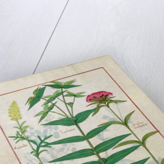 Ms Fr. Fv VI #1 fol. Reseda, Euphorbia and Dianthus by Robinet Testard