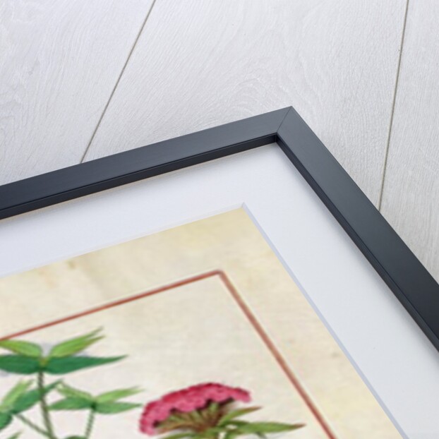 Ms Fr. Fv VI #1 fol. Reseda, Euphorbia and Dianthus by Robinet Testard