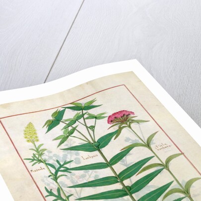 Ms Fr. Fv VI #1 fol. Reseda, Euphorbia and Dianthus by Robinet Testard