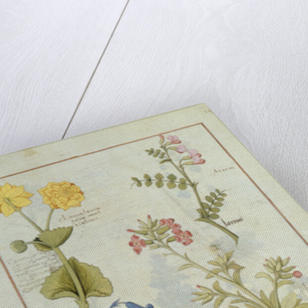 Ms Fr. Fv VI #1 fol.141r Illustration from the 'Book of Simple Medicines' by Mattheaus Platearius c.1470 by Robinet Testard