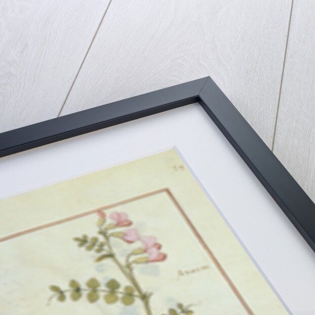 Ms Fr. Fv VI #1 fol.141r Illustration from the 'Book of Simple Medicines' by Mattheaus Platearius c.1470 by Robinet Testard