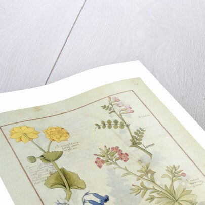 Ms Fr. Fv VI #1 fol.141r Illustration from the 'Book of Simple Medicines' by Mattheaus Platearius c.1470 by Robinet Testard