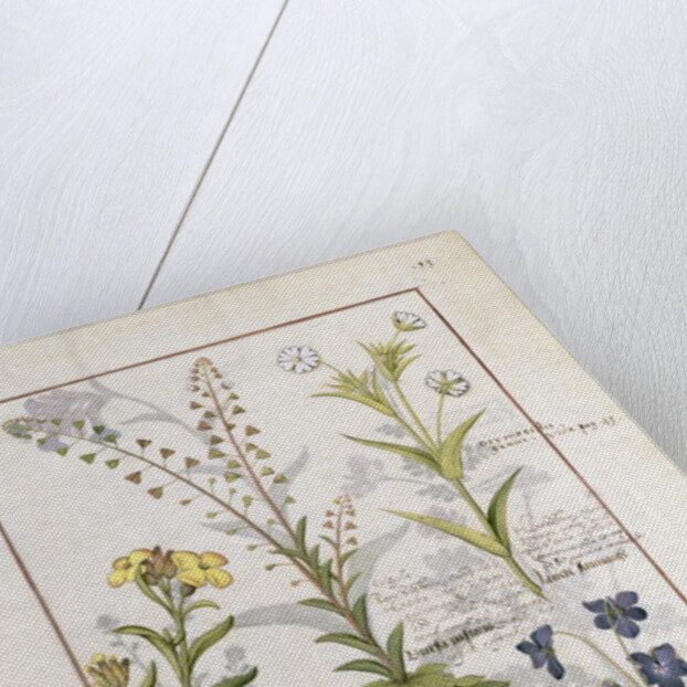 Illustration from the 'Book of Simple Medicines' Ms Fr. Fv VI #1 fol.138r. By Mattheaus Platearius c.1470 by Robinet Testard