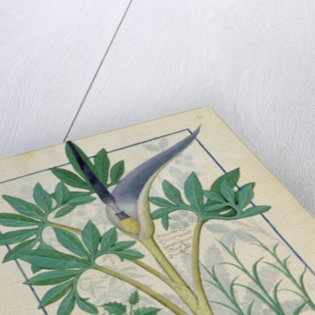 Ms Fr. Fv VI #1 fol.158r Orchid by Robinet Testard