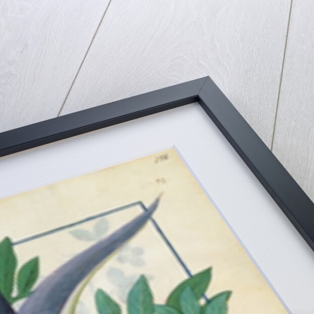 Ms Fr. Fv VI #1 fol.158r Orchid by Robinet Testard