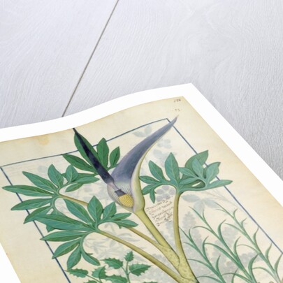 Ms Fr. Fv VI #1 fol.158r Orchid by Robinet Testard