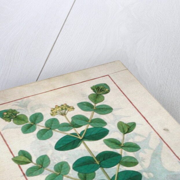 Ms Fr. Fv VI #1 fol.156v Flower by Robinet Testard