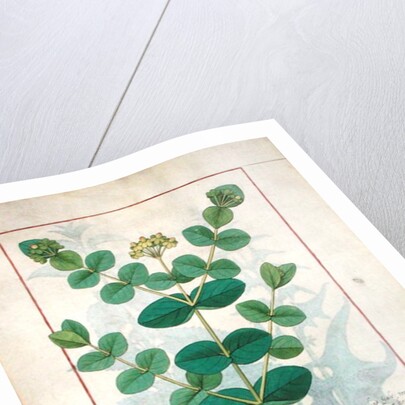 Ms Fr. Fv VI #1 fol.156v Flower by Robinet Testard