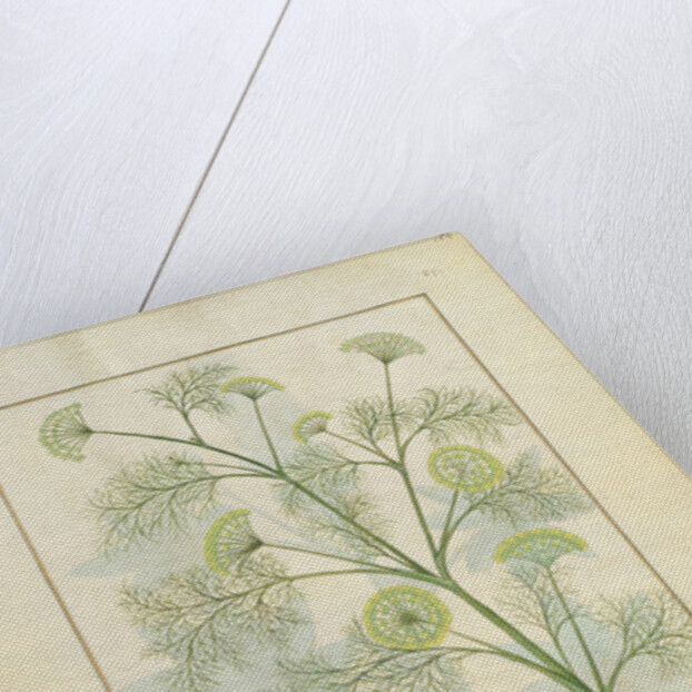 Ms Fr. Fv VI #1 fol.154r Parsley and Fennel by Robinet Testard