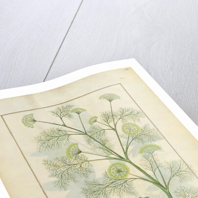 Ms Fr. Fv VI #1 fol.154r Parsley and Fennel by Robinet Testard