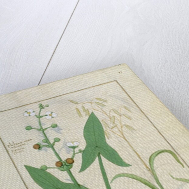 Ms Fr. Fv VI #1 fol.153r Illustration from the 'Book of Simple Medicines' by Mattheaus Platearius c.1470 by Robinet Testard