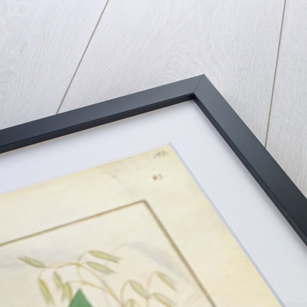 Ms Fr. Fv VI #1 fol.153r Illustration from the 'Book of Simple Medicines' by Mattheaus Platearius c.1470 by Robinet Testard