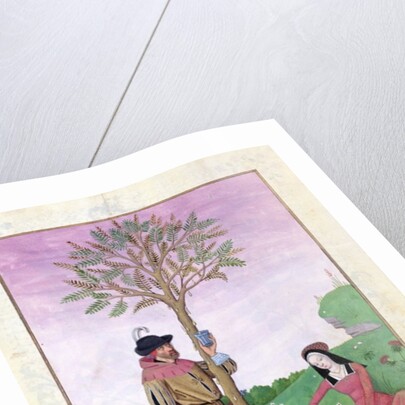 Ms Fr. Fv VI #1 fol.131r Lavender, Hellebore, and a relative of the Cucumber family by Robinet Testard