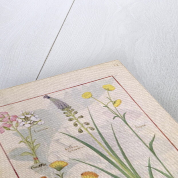 Ms Fr. Fv VI #1 fol.118r Illustration from the 'Book of Simple Medicines' by Mattheaus Platearius c.1470 by Robinet Testard