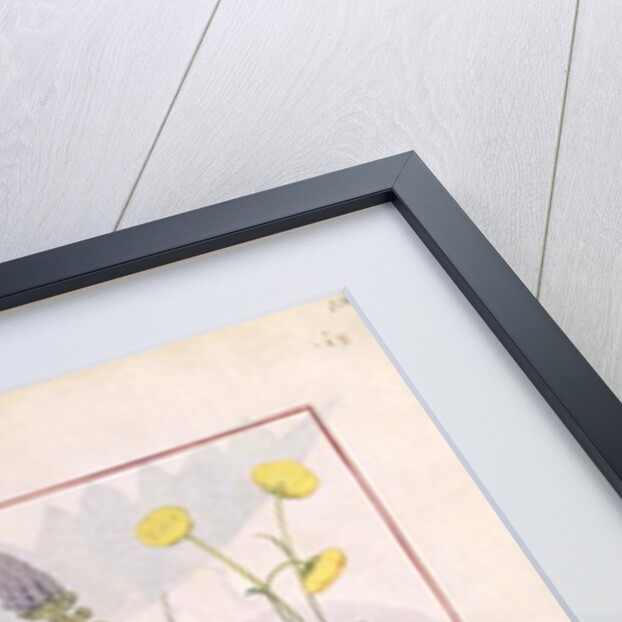 Ms Fr. Fv VI #1 fol.118r Illustration from the 'Book of Simple Medicines' by Mattheaus Platearius c.1470 by Robinet Testard