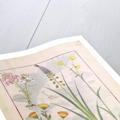 Ms Fr. Fv VI #1 fol.118r Illustration from the 'Book of Simple Medicines' by Mattheaus Platearius c.1470 by Robinet Testard