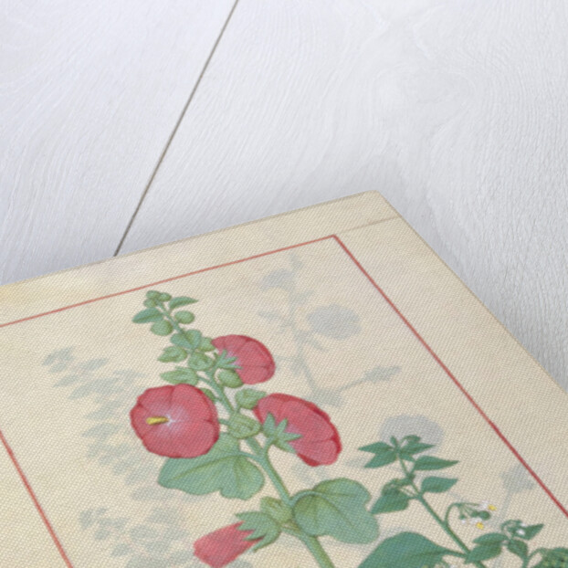 Illustration from the 'Book of Simple Medicines by Robinet Testard