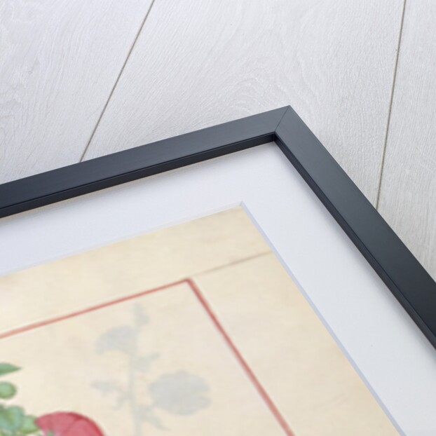 Illustration from the 'Book of Simple Medicines by Robinet Testard