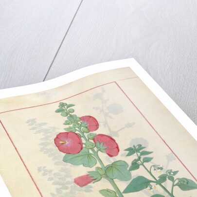 Illustration from the 'Book of Simple Medicines by Robinet Testard