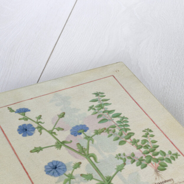 Ms Fr. Fv VI #1 fol.160r Illustration from the 'Book of Simple Medicines' by Mattheaus Platearius c.1470 by Robinet Testard