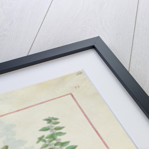 Ms Fr. Fv VI #1 fol.160r Illustration from the 'Book of Simple Medicines' by Mattheaus Platearius c.1470 by Robinet Testard