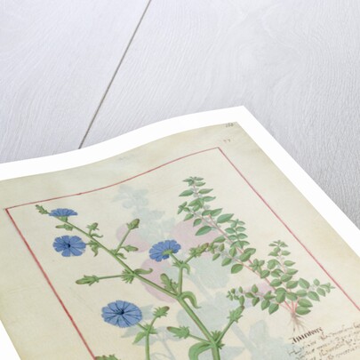 Ms Fr. Fv VI #1 fol.160r Illustration from the 'Book of Simple Medicines' by Mattheaus Platearius c.1470 by Robinet Testard