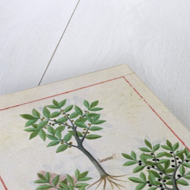 Ms Fr. Fv VI #1 fol.166v Illustration from the 'Book of Simple Medicines' by Mattheaus Platearius c.1470 by Robinet Testard