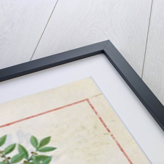 Ms Fr. Fv VI #1 fol.166v Illustration from the 'Book of Simple Medicines' by Mattheaus Platearius c.1470 by Robinet Testard