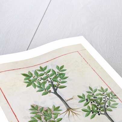 Ms Fr. Fv VI #1 fol.166v Illustration from the 'Book of Simple Medicines' by Mattheaus Platearius c.1470 by Robinet Testard