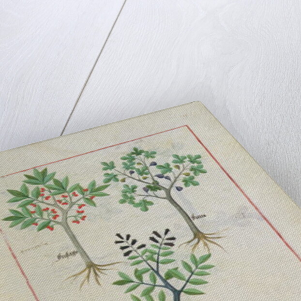 Ms Fr. Fv VI #1 fol.164r Illustration from the 'Book of Simple Medicines' by Mattheaus Platearius c.1470 by Robinet Testard