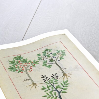Ms Fr. Fv VI #1 fol.164r Illustration from the 'Book of Simple Medicines' by Mattheaus Platearius c.1470 by Robinet Testard