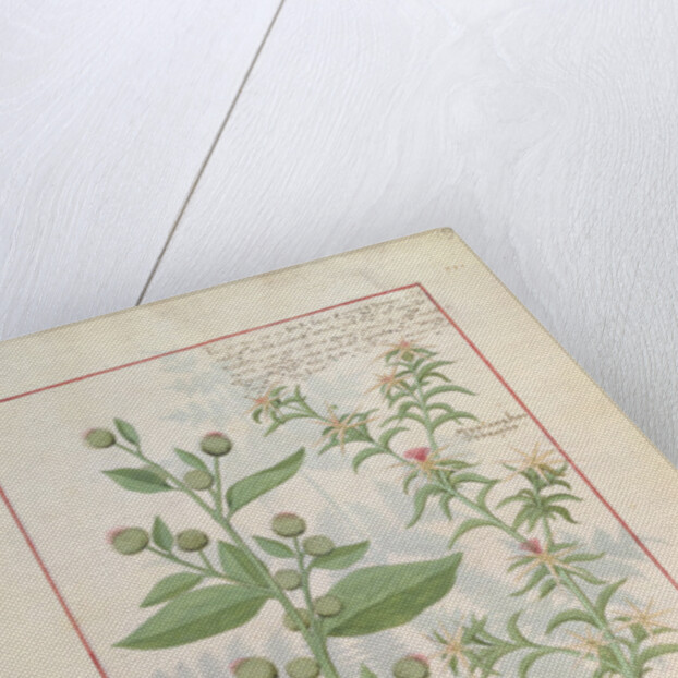 Ms Fr. Fv VI #1 fol.159r Illustration from the 'Book of Simple Medicines' by Mattheaus Platearius c.1470 by Robinet Testard