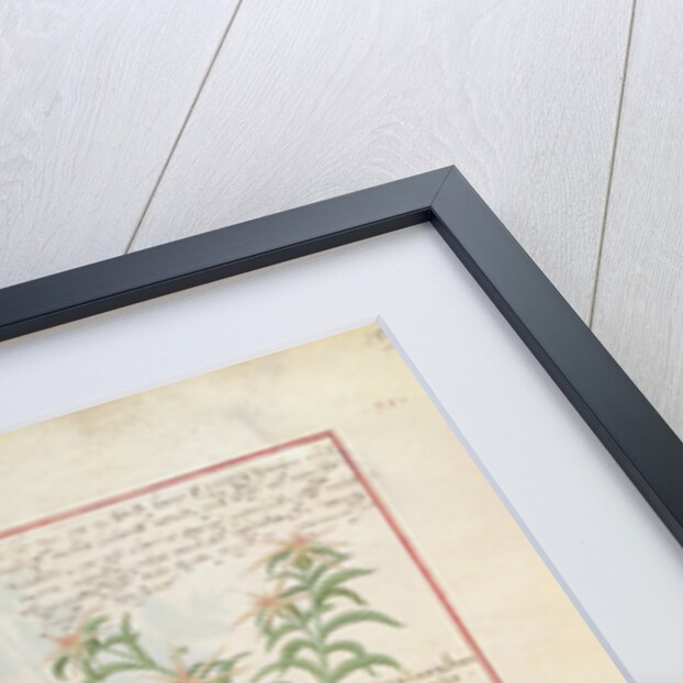 Ms Fr. Fv VI #1 fol.159r Illustration from the 'Book of Simple Medicines' by Mattheaus Platearius c.1470 by Robinet Testard