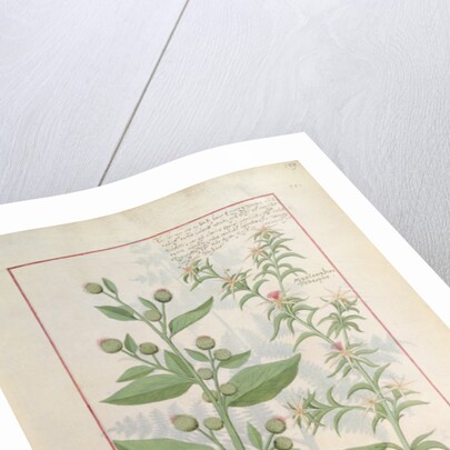 Ms Fr. Fv VI #1 fol.159r Illustration from the 'Book of Simple Medicines' by Mattheaus Platearius c.1470 by Robinet Testard