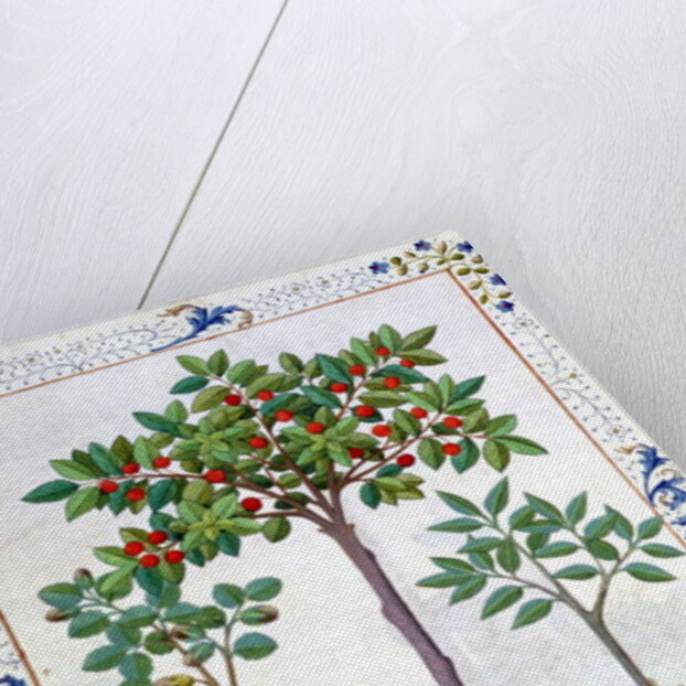 Ms Fr. Fv VI 1 fol.162r Hazelnut Bush and Cherry tree by Robinet Testard