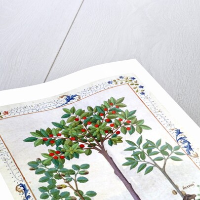 Ms Fr. Fv VI 1 fol.162r Hazelnut Bush and Cherry tree by Robinet Testard