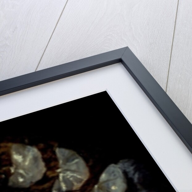 Maria Teresa, Infanta of Spain, c.1651-4 by Diego Rodriguez de Silva y Velazquez