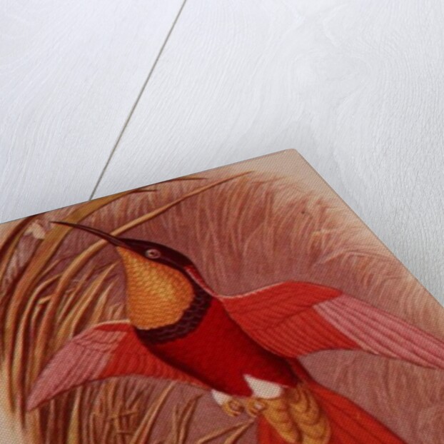 Humming Bird: Crimson Topaz by John Gould