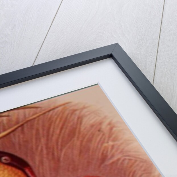 Humming Bird: Crimson Topaz by John Gould