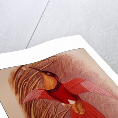 Humming Bird: Crimson Topaz by John Gould